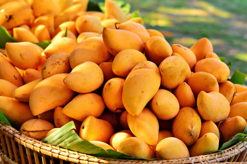 2 bonnes raisons de consommer de la mangue africaine